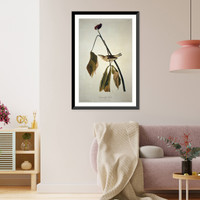 Louisiana Water Thrush, Antique Poster