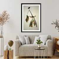 Louisiana Water Thrush, Antique Poster
