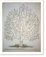 The common law in the similitude of a tree - 2, Historic Reproduction