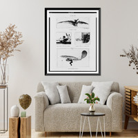 M. Adler's Avion".photo, Malcuit. The "Avion" with wings folded. Wright making an aerial glide. Otto Lilienthal gliding", Antique Poster