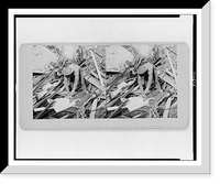 Historic Framed Print, Missed!. A deaf looter at Galveston escapes temporarily a deserved fate,  17-7/8" x 21-7/8"