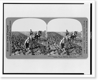 Historic Framed Print, Plowing with a primitive native plow. how the Russian peasant tills his leased fields,  17-7/8" x 21-7/8"