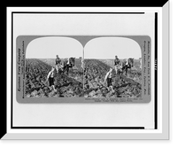 Historic Framed Print, Plowing with a primitive native plow. how the Russian peasant tills his leased fields,  17-7/8" x 21-7/8"