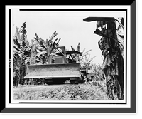 The Choice of transportation in the tropics, whether of mules or tractors, depends upon the soil and the climate..Unifruitco, Vintage Print