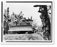 The Choice of transportation in the tropics, whether of mules or tractors, depends upon the soil and the climate..Unifruitco, Vintage Print