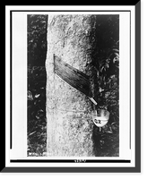Rubber tree with cup attached to collect its sap, Historic Print