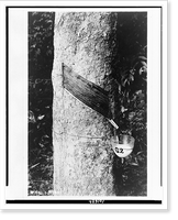 Rubber tree with cup attached to collect its sap, Historic Print