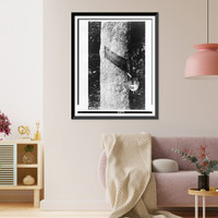 Rubber tree with cup attached to collect its sap, Historic Print
