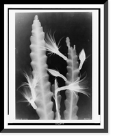 Historic Framed Print, Xray of cactus,  17-7/8" x 21-7/8"