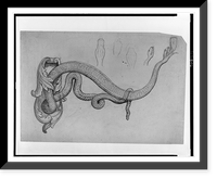 Wall bracket for gas-lighting in the form of a rattlesnake, with lighting element in its mouth, Antique Wall Art