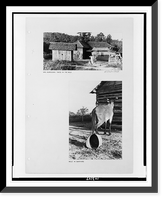Mrs. Floyd Burroughs taking in the milk Mule in barnyard, Antique Print