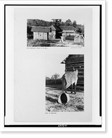 Mrs. Floyd Burroughs taking in the milk Mule in barnyard, Antique Print