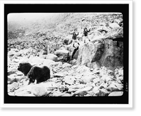 Hunting musk ox at Cape Sparbo, Devon Island, the campsite where Dr. Cook and his party stayed for 100 nights during their return trip from the North Pole, Vintage Poster