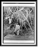 Screw pines in the Botanical Gardens of Buitenzorg, Java, Antique Poster