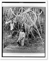 Screw pines in the Botanical Gardens of Buitenzorg, Java, Antique Poster