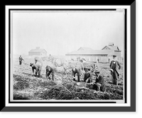 Historic Framed Print, [Harvesting sweet potatoes at Claflin University, Orangeburg, South Carolina],  17-7/8" x 21-7/8"