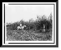 Historic Framed Print, Cutting cane on a Cuban sugar plantation,  17-7/8" x 21-7/8"