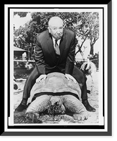 Alfred Hitchcock rides astride a turtle during a visit to the zoo in Sydney, Australia, Historic Print