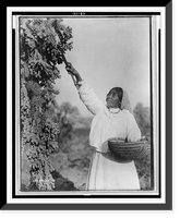 Gathering hanamh - Papago woman picking cactus fruit with wooden stick, Arizona, Antique Wall Art