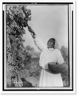 Gathering hanamh - Papago woman picking cactus fruit with wooden stick, Arizona, Antique Wall Art