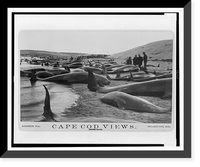 Chase and capture of blackfish.Nickerson, photo. Classic, Antique Poster