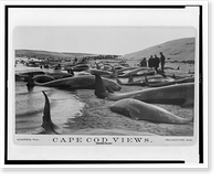 Chase and capture of blackfish.Nickerson, photo. Classic, Antique Poster