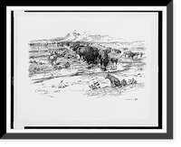 Nature's cattle.C.M. Russell. Classic, Antique Poster