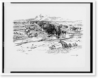 Nature's cattle.C.M. Russell. Classic, Antique Poster