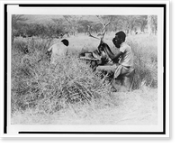 African laborers prepare bird specimens collected during Frick expedition to Abyssinia Classic, Historic Reproduction