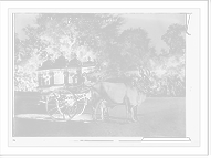 Historic Framed Print, Sacred bullocks before state carriage, India,  17-7/8" x 21-7/8"