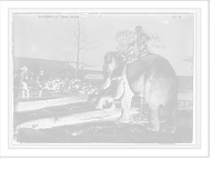 Elephant working, India, Vintage Print