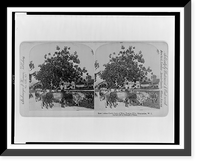 East Indian cattle farm of Hon. Evelyn Ellis, Montpelier, W.I, Historic Print