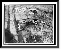 Body of Vivian Gordon lying on an embankment along Mosholu Parkway in Van Cortlandt Park, the Bronx, Vintage Poster