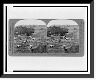 Old battlefield, Fredericksburg, Va. - Piedmont Plateau, Historic Reproduction