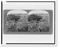 Old battlefield, Fredericksburg, Va. - Piedmont Plateau, Historic Reproduction