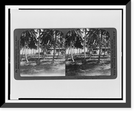 San Jose Park, San Juan's resort by the sea Classic, Antique Poster