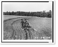 James Archie plowing field, with pair of mules(?), Historic Reproduction