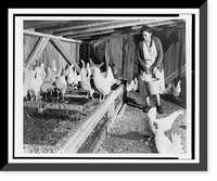 Lorretta Robinson, in chicken house, with a flock of her chickens, Vintage Poster