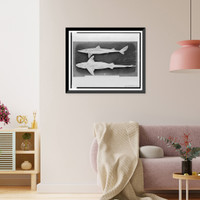 Black & White Photo - Squalus americanus (Storer) Gill