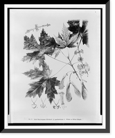 Historic Framed Print, Acer dasycarpum Ehrhart - A saccharinum L. white or silver maple,  17-7/8" x 21-7/8"