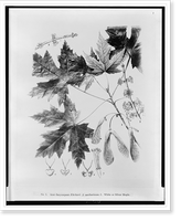 Historic Framed Print, Acer dasycarpum Ehrhart - A saccharinum L. white or silver maple,  17-7/8" x 21-7/8"