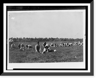 Historic Framed Print, Young picker. Location: Rochester [vicinity] Eldridge Bog, Massachusetts.,  17-7/8" x 21-7/8"