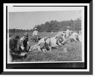 Historic Framed Print, Susie Fava. Picks 8 pails a day. Said 8 years old. Gets 8 cents a pail. Location: Rochester [vicinity] Eldridge Bog, Massachusetts. - 2,  17-7/8" x 21-7/8"