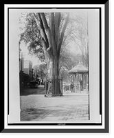 The Franklin elm and town pump about 1880, Antique Poster