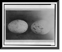 Set of two eggs of western red-tail Classic, Antique Print