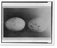 Set of two eggs of western red-tail Classic, Antique Print