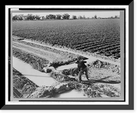 Yuma, Ariz. Feb. 1939. Row crop irrigation Classic, Historic Print