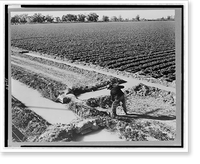 Yuma, Ariz. Feb. 1939. Row crop irrigation Classic, Historic Print