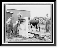 Seward county, Nebr.. July 1938. Four-H club member has his baby beef weighed every month, Vintage Print