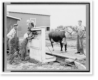 Seward county, Nebr.. July 1938. Four-H club member has his baby beef weighed every month, Vintage Print